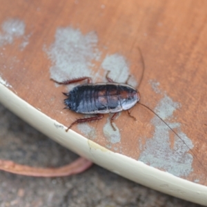 Drymaplaneta sp. (genus) at Wamboin, NSW - 25 Jan 2021