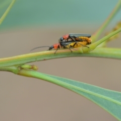 Chauliognathus tricolor (Tricolor soldier beetle) at QPRC LGA - 25 Jan 2021 by natureguy