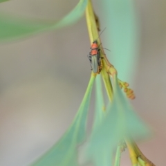 Chauliognathus tricolor at Wamboin, NSW - 25 Jan 2021 05:11 PM