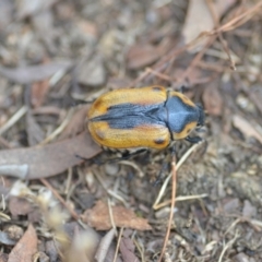 Chondropyga dorsalis (Cowboy beetle) at Wamboin, NSW - 25 Jan 2021 by natureguy