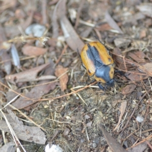 Chondropyga dorsalis at Wamboin, NSW - 25 Jan 2021 05:56 PM