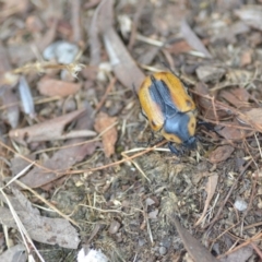 Chondropyga dorsalis at Wamboin, NSW - 25 Jan 2021