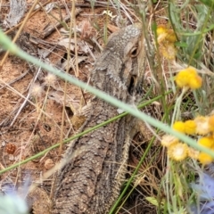 Pogona barbata (Eastern Bearded Dragon) at Campbell, ACT - 4 Jan 2023 by trevorpreston