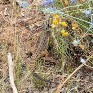 Pogona barbata at Campbell, ACT - suppressed