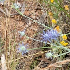 Pogona barbata at Campbell, ACT - suppressed