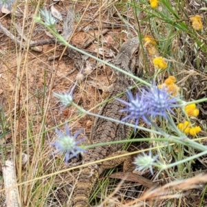 Pogona barbata at Campbell, ACT - 4 Jan 2023