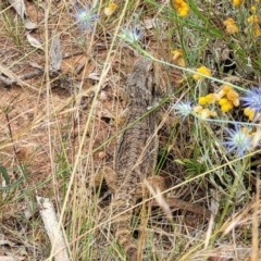 Pogona barbata at Campbell, ACT - 4 Jan 2023