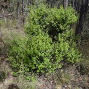 Persoonia rigida at Molonglo Valley, ACT - 31 Dec 2022 04:11 PM