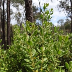 Persoonia rigida at Molonglo Valley, ACT - 31 Dec 2022 04:11 PM