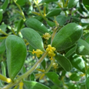 Persoonia rigida at Molonglo Valley, ACT - 31 Dec 2022 04:11 PM