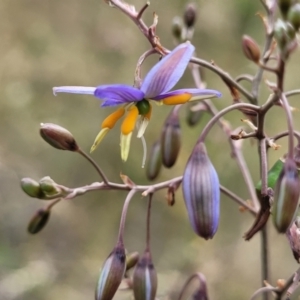 Dianella sp. aff. longifolia (Benambra) at Campbell, ACT - 4 Jan 2023