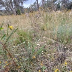 Dianella sp. aff. longifolia (Benambra) at Campbell, ACT - 4 Jan 2023 11:51 AM