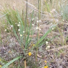 Dianella sp. aff. longifolia (Benambra) at Campbell, ACT - 4 Jan 2023 11:51 AM