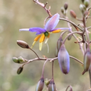 Dianella sp. aff. longifolia (Benambra) at Campbell, ACT - 4 Jan 2023 11:51 AM