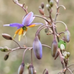 Dianella sp. aff. longifolia (Benambra) at Campbell, ACT - 4 Jan 2023