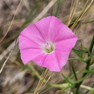 Convolvulus angustissimus at Campbell, ACT - 4 Jan 2023