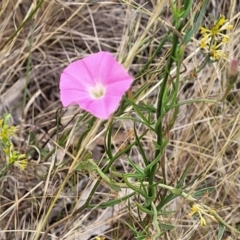 Convolvulus angustissimus at Campbell, ACT - 4 Jan 2023