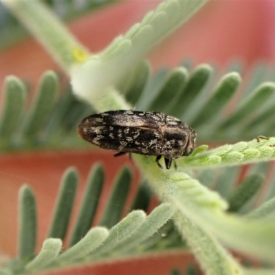 Diphucrania sp. (genus) (Jewel Beetle) at Aranda Bushland - 3 Jan 2023 by CathB
