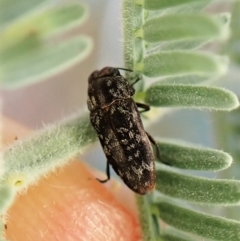 Diphucrania sp. (genus) at Molonglo Valley, ACT - 4 Jan 2023