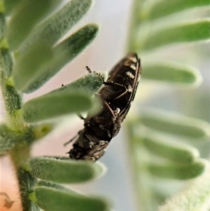 Diphucrania sp. (genus) at Molonglo Valley, ACT - 4 Jan 2023