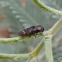 Diphucrania sp. (genus) at Molonglo Valley, ACT - 4 Jan 2023
