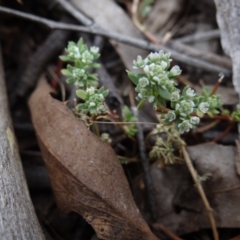 Poranthera microphylla (Small Poranthera) at Block 402 - 31 Dec 2022 by Miranda