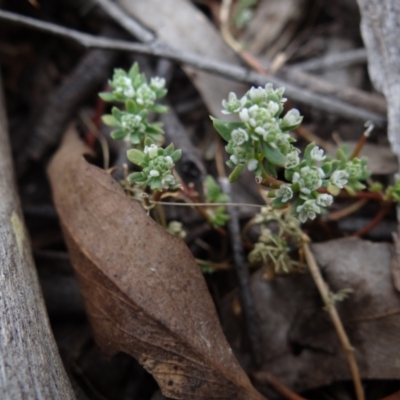 Poranthera microphylla (Small Poranthera) at Molonglo Valley, ACT - 31 Dec 2022 by Miranda