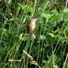 Acrocephalus australis (Australian Reed-Warbler) at Fyshwick, ACT - 3 Jan 2023 by trevorpreston