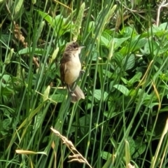 Acrocephalus australis at Fyshwick, ACT - 4 Jan 2023