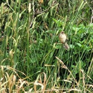 Acrocephalus australis at Fyshwick, ACT - 4 Jan 2023