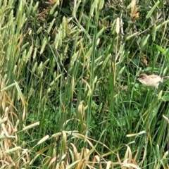 Acrocephalus australis at Fyshwick, ACT - 4 Jan 2023