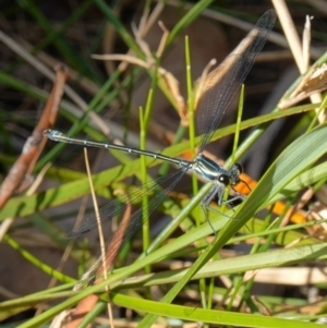 Austroargiolestes icteromelas at Vincentia, NSW - suppressed