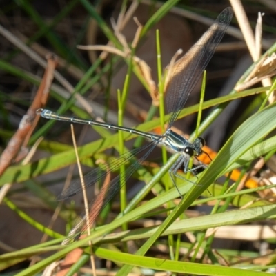 Austroargiolestes icteromelas (Common Flatwing) at Jervis Bay National Park - 4 Nov 2022 by RobG1