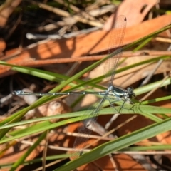 Austroargiolestes icteromelas at Vincentia, NSW - suppressed