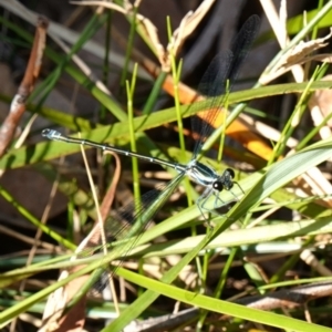 Austroargiolestes icteromelas at Vincentia, NSW - suppressed