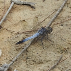 Orthetrum caledonicum (Blue Skimmer) at Wingello - 1 Jan 2023 by GlossyGal