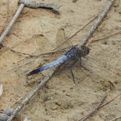 Orthetrum caledonicum (Blue Skimmer) at Wingecarribee Local Government Area - 1 Jan 2023 by GlossyGal