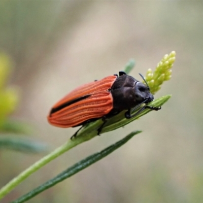 Castiarina erythroptera (Lycid Mimic Jewel Beetle) at Molonglo Valley, ACT - 3 Jan 2023 by CathB