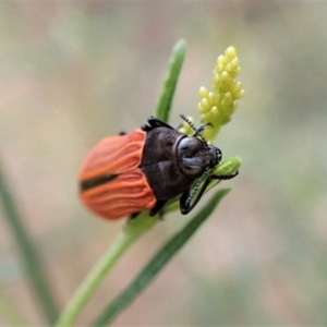 Castiarina erythroptera at Molonglo Valley, ACT - 4 Jan 2023