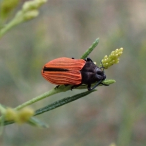 Castiarina erythroptera at Molonglo Valley, ACT - 4 Jan 2023