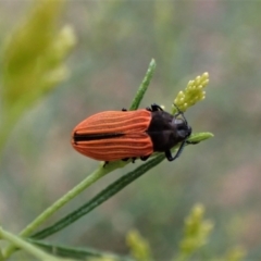 Castiarina erythroptera at Molonglo Valley, ACT - 4 Jan 2023