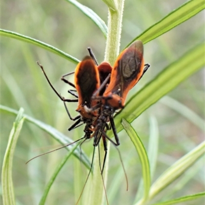 Gminatus australis (Orange assassin bug) at Molonglo Valley, ACT - 3 Jan 2023 by CathB