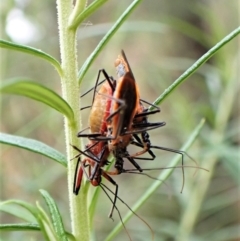 Gminatus australis at Molonglo Valley, ACT - 4 Jan 2023