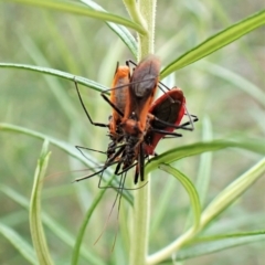 Gminatus australis at Molonglo Valley, ACT - 4 Jan 2023