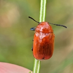 Aporocera (Aporocera) haematodes (A case bearing leaf beetle) at Mount Ainslie - 3 Jan 2023 by trevorpreston