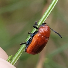 Aporocera (Aporocera) haematodes at Pialligo, ACT - 4 Jan 2023 09:44 AM