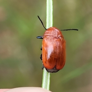 Aporocera (Aporocera) haematodes at Pialligo, ACT - 4 Jan 2023 09:44 AM