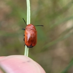 Aporocera (Aporocera) haematodes at Pialligo, ACT - 4 Jan 2023 09:44 AM