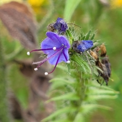 Echium vulgare (Vipers Bugloss) at Mount Ainslie - 3 Jan 2023 by trevorpreston