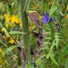 Echium vulgare at Pialligo, ACT - 4 Jan 2023 09:37 AM